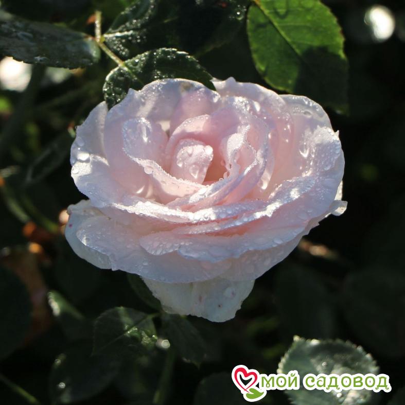 Роза Аспирин – 1 Р.