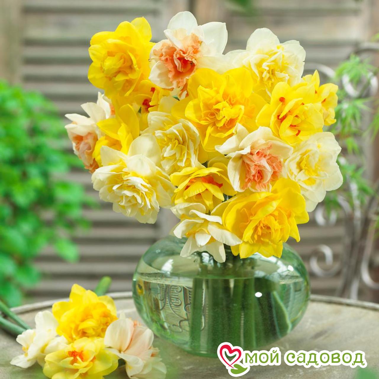 Нарцисс махровый (смесь окрасок)